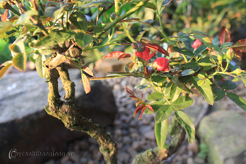 bonsai 1