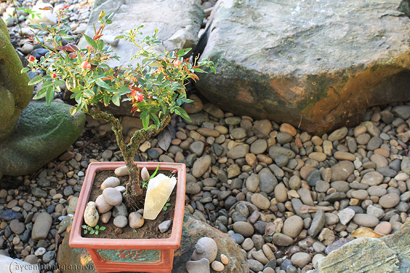 bonsai 1