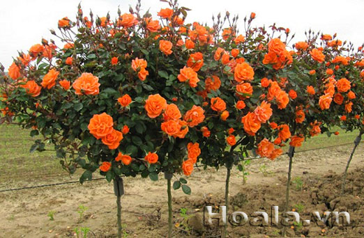 tu van thiet ke thi cong san vuon 02