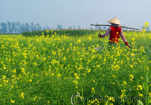 hoa-dep-cai-1 hoa-dep-cai