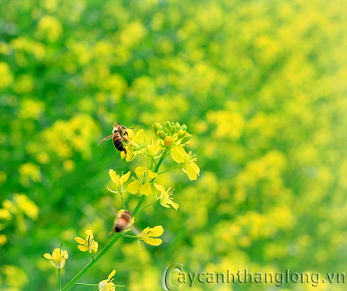 hoa-dep-cai-10 hoa-dep-cai