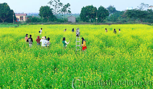 hoa-dep-cai-11 hoa-dep-cai