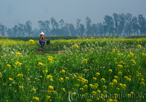 hoa-dep-cai-2 hoa-dep-cai