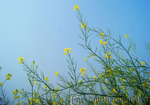 hoa-dep-cai-3 hoa-dep-cai