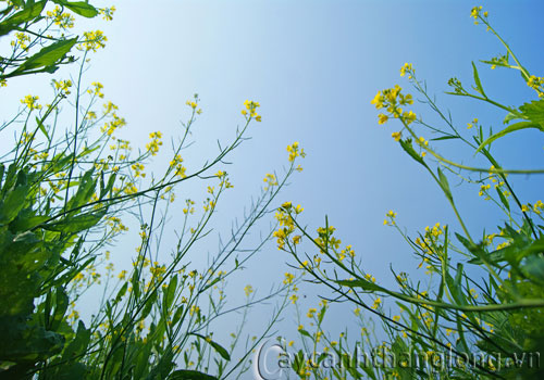 hoa-dep-cai-4 hoa-dep-cai