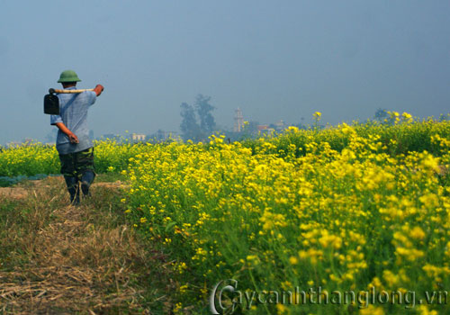 hoa-dep-cai-6 hoa-dep-cai