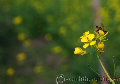 hoa-dep-cai-7 hoa-dep-cai