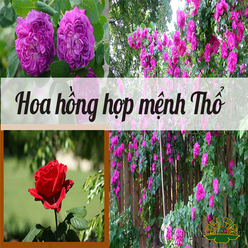 trang-tri-tet-bang-hoa-hong-9