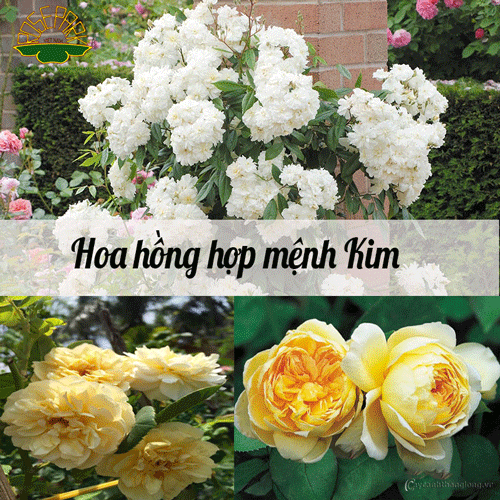 trang-tri-tet-bang-hoa-hong-5