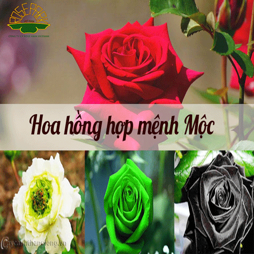 trang-tri-tet-bang-hoa-hong-6