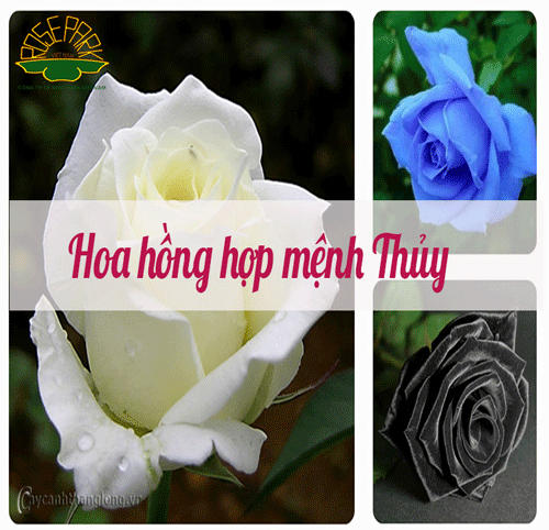 trang-tri-tet-bang-hoa-hong-7