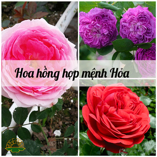 trang-tri-tet-bang-hoa-hong-8