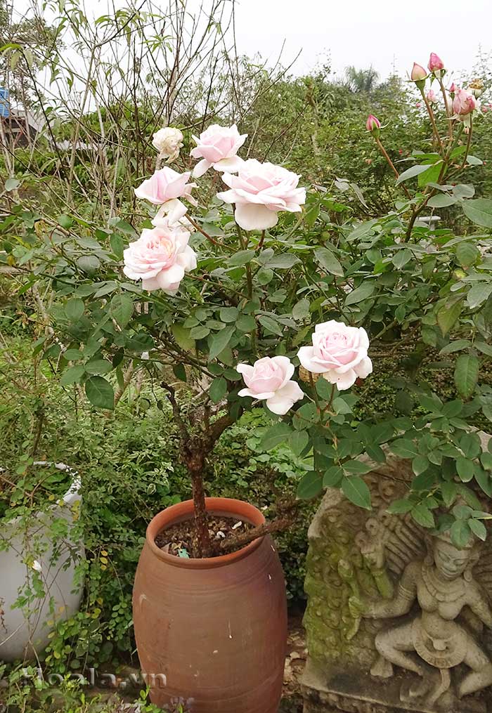 hoa hong bonsai 1