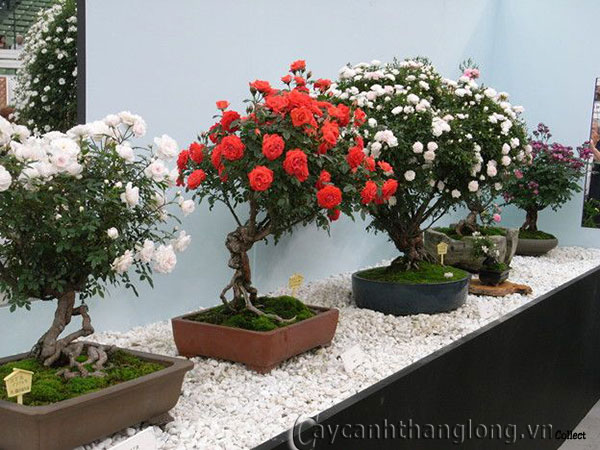 hoa hồng bonsai đẹp