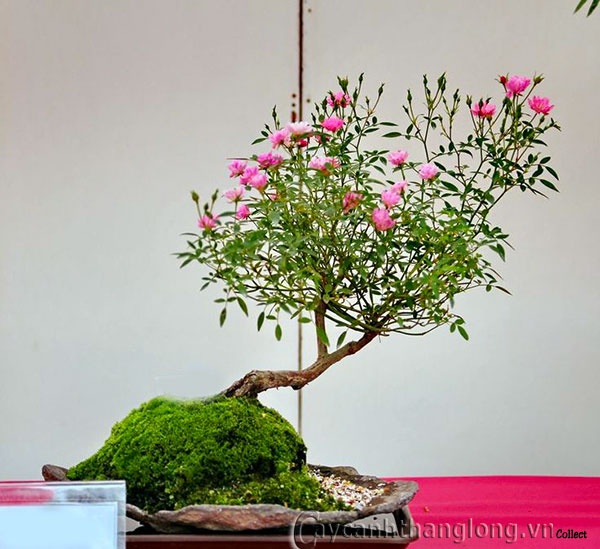 chậu hoa hồng bonsai