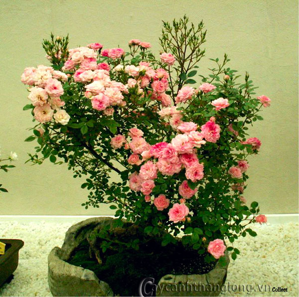 hoa hồng bonsai