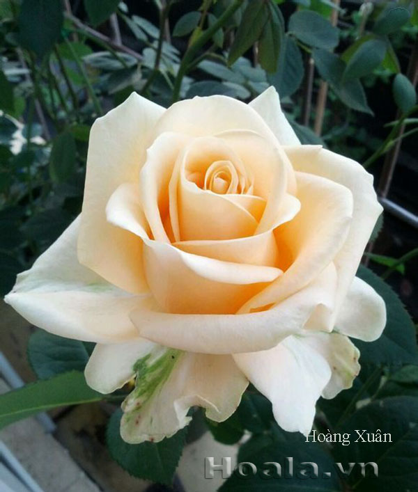 hoa-hong-leo Hoa đẹp