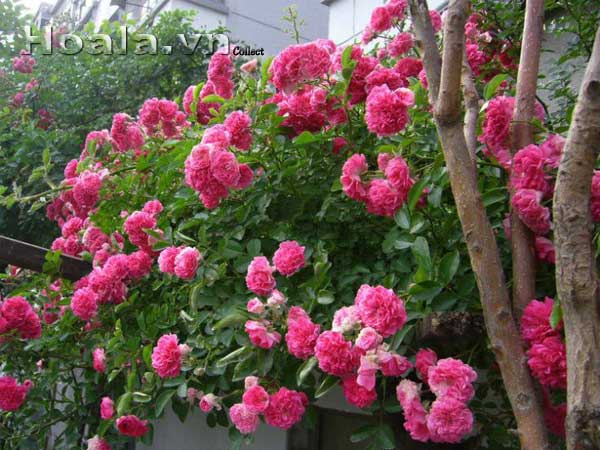 hoa ban công bền dễ chăm