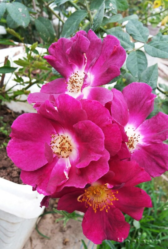 hoa hong leo bich thuy 01