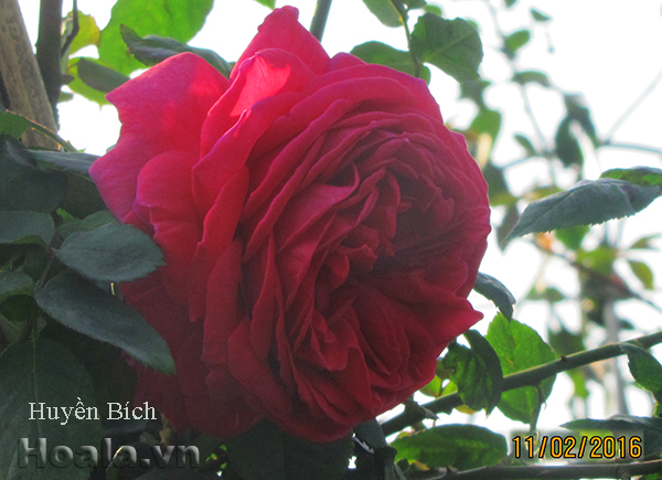 hoa-hong-leo-phap-huyen-bich