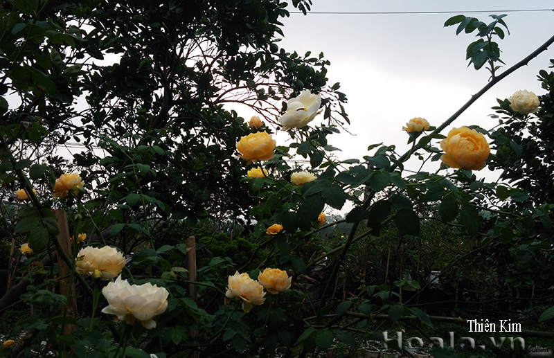 Cây hoa hồng Thiên Kim khi về chiều