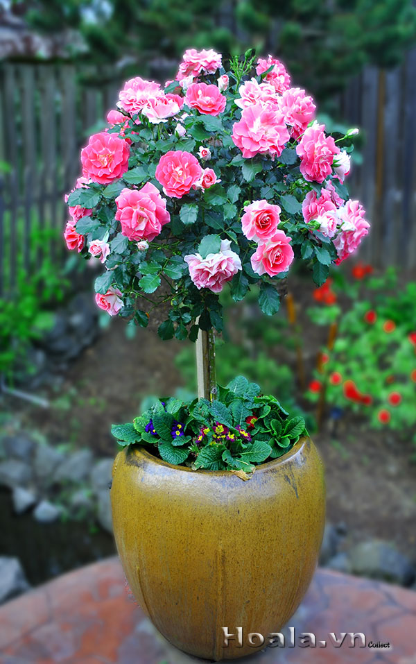 tree-rose