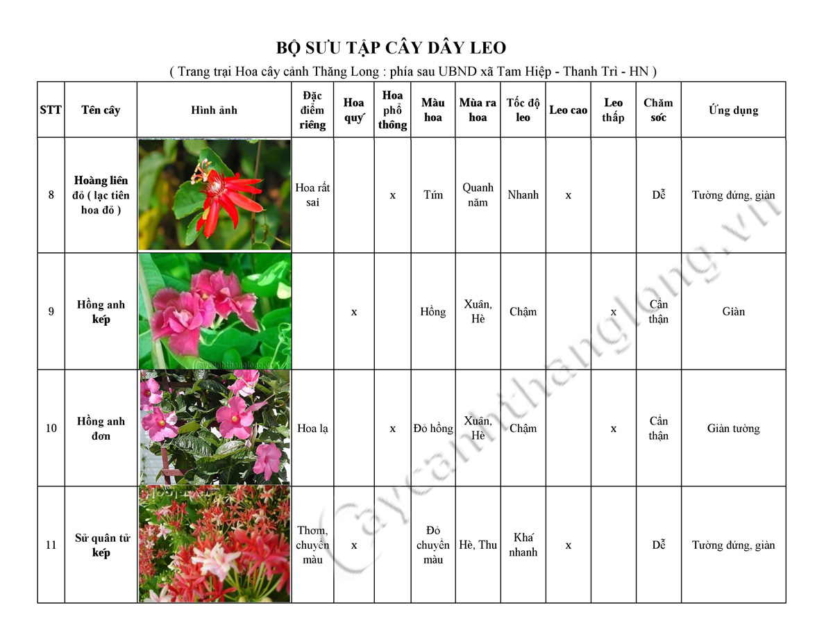 hoa leo - cay day leo 03