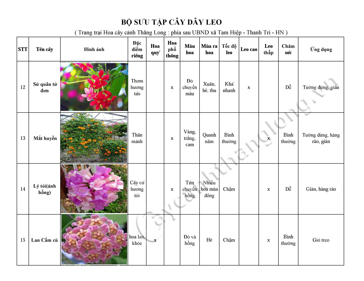 hoa leo - cay day leo 04