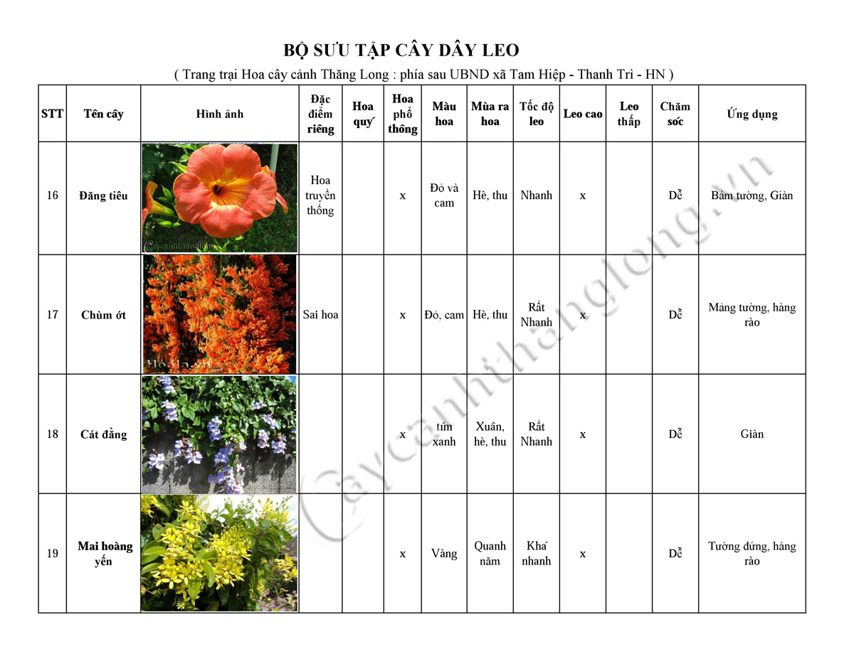 hoa leo - cay day leo 05