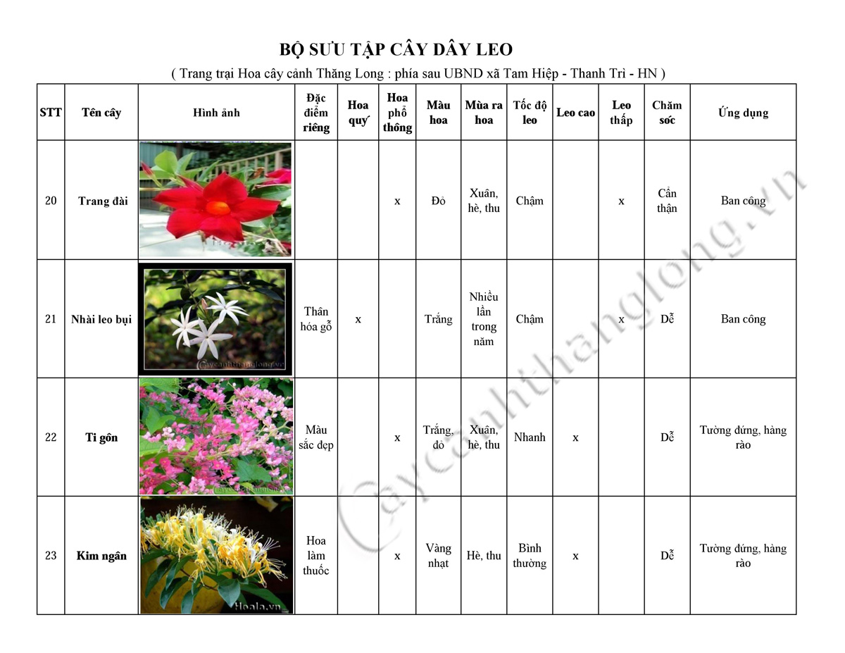 hoa leo - cay day leo 06
