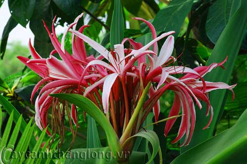 hoa lạ - hoa náng | hoala.vn