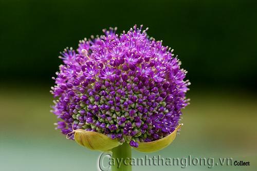 hoa-onion-giant-1 Quả cầu hoa màu tím | hoala.vn