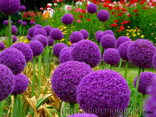 hoa-onion-giant-3 Quả cầu hoa màu tím | hoala.vn