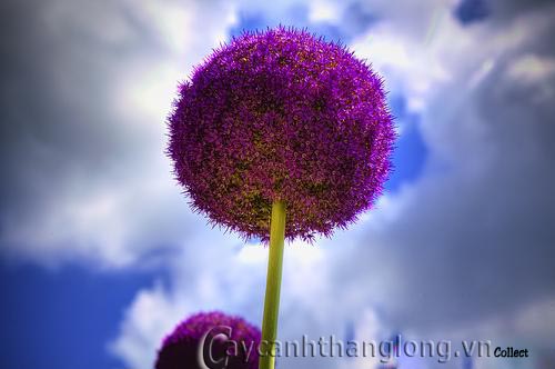 hoa-onion-giant-4 Quả cầu hoa màu tím | hoala.vn