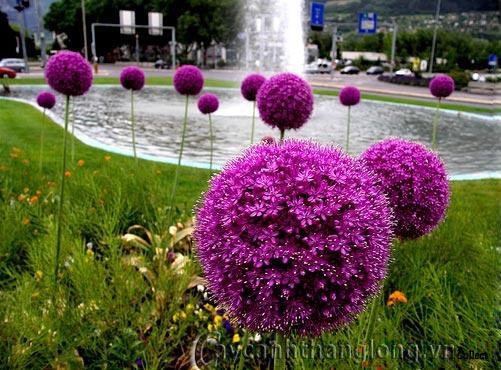 hoa-onion-giant-5 Quả cầu hoa màu tím | hoala.vn