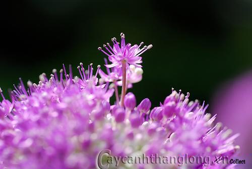 hoa-onion-giant-6 Quả cầu hoa màu tím | hoala.vn