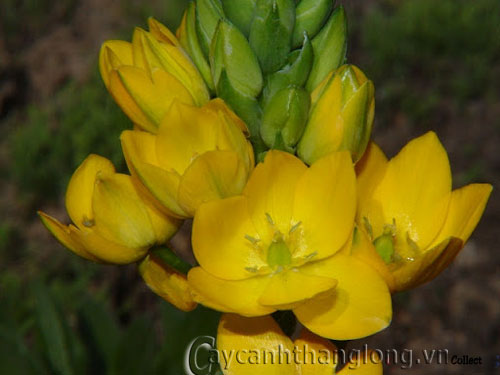Hoa Ornithogalum tỏa sáng |  hoala.vn