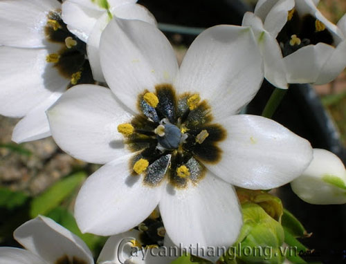 Hoa Ornithogalum tỏa sáng |  hoala.vn