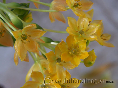 Hoa Ornithogalum tỏa sáng |  hoala.vn