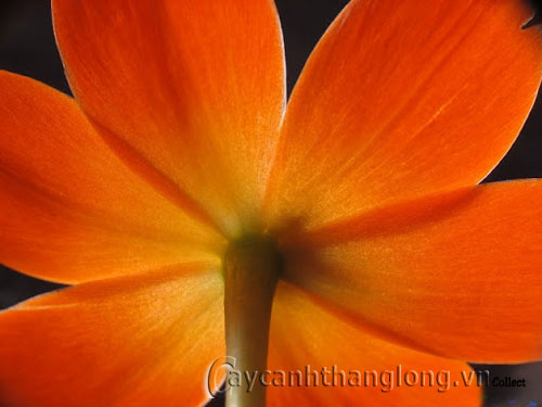 Hoa Ornithogalum tỏa sáng |  hoala.vn