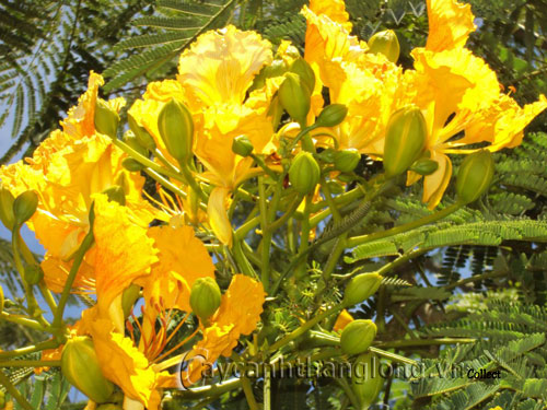 Phượng vĩ có nhiều màu hoa | hoala.vn