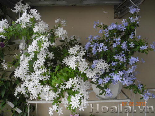 hoa_thanh_xa  | hoala.vn