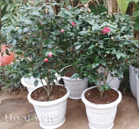 hoa tra thom hoa tet truyen thong