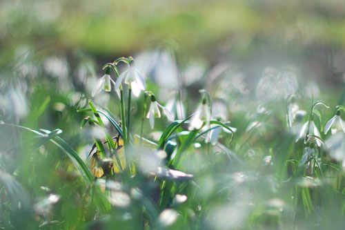 Sức sống của hoa xuyên tuyết huyền thoại | hoala.vn