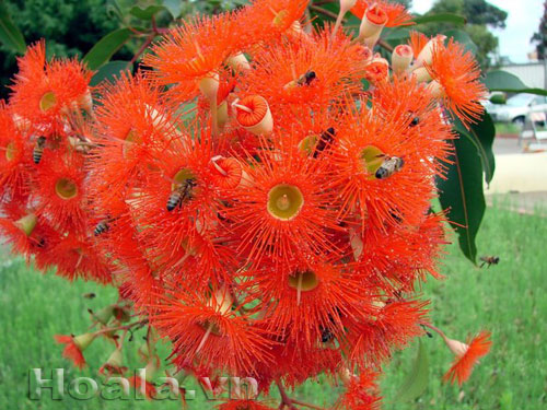 hoa_bach_dan_17 Hoa bạch đàn vẻ đẹp bất ngờ | hoala.vn