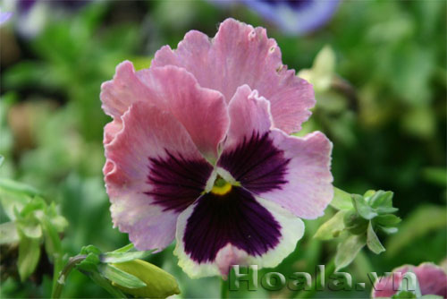 hoa_buom_9 Hoa pensee ( hoa bướm) - Những cánh bướm dập dìu  | hoala.vn