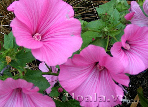 hoa_cam_quy_1 | hoala.vn