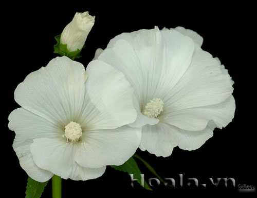 hoa_cam_quy_11 | hoala.vn