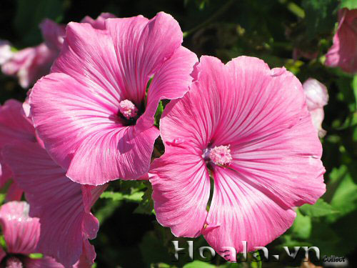 hoa_cam_quy_4 | hoala.vn