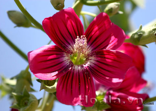 hoa_cam_quy_9 | hoala.vn